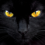 Avatar photo